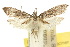  (Carposina orphania - 10ANIC-02101)  @11 [ ] CreativeCommons - Attribution (2010) CBG Photography Group Centre for Biodiversity Genomics