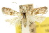  ( - 10ANIC-02104)  @11 [ ] CreativeCommons - Attribution (2010) CBG Photography Group Centre for Biodiversity Genomics