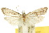  ( - 10ANIC-02106)  @11 [ ] CreativeCommons - Attribution (2010) CBG Photography Group Centre for Biodiversity Genomics