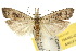  ( - 10ANIC-02107)  @15 [ ] CreativeCommons - Attribution (2010) CBG Photography Group Centre for Biodiversity Genomics