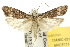  (Carposina pinarodes - 10ANIC-02108)  @15 [ ] CreativeCommons - Attribution (2010) CBG Photography Group Centre for Biodiversity Genomics