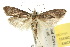  ( - 10ANIC-02109)  @15 [ ] CreativeCommons - Attribution (2010) CBG Photography Group Centre for Biodiversity Genomics