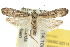  ( - 10ANIC-02114)  @15 [ ] CreativeCommons - Attribution (2010) CBG Photography Group Centre for Biodiversity Genomics