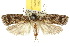  (Carposina hyperlopha - 10ANIC-02118)  @14 [ ] CreativeCommons - Attribution (2010) CBG Photography Group Centre for Biodiversity Genomics