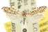  ( - 10ANIC-02119)  @11 [ ] CreativeCommons - Attribution (2010) CBG Photography Group Centre for Biodiversity Genomics