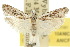  ( - 10ANIC-02121)  @11 [ ] CreativeCommons - Attribution (2010) CBG Photography Group Centre for Biodiversity Genomics