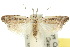  (Carposina - 10ANIC-02122)  @15 [ ] CreativeCommons - Attribution (2010) CBG Photography Group Centre for Biodiversity Genomics