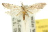  ( - 10ANIC-02124)  @11 [ ] CreativeCommons - Attribution (2010) CBG Photography Group Centre for Biodiversity Genomics