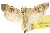  ( - 10ANIC-02125)  @11 [ ] CreativeCommons - Attribution (2010) CBG Photography Group Centre for Biodiversity Genomics