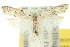  (Paramorpha - 10ANIC-02136)  @15 [ ] CreativeCommons - Attribution (2010) CBG Photography Group Centre for Biodiversity Genomics