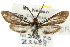  ( - 10ANIC-02197)  @11 [ ] CreativeCommons - Attribution (2010) CBG Photography Group Centre for Biodiversity Genomics
