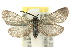  ( - 10ANIC-02217)  @14 [ ] CreativeCommons - Attribution (2010) CBG Photography Group Centre for Biodiversity Genomics