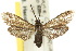  ( - 10ANIC-02221)  @11 [ ] CreativeCommons - Attribution (2010) CBG Photography Group Centre for Biodiversity Genomics