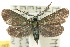  ( - 10ANIC-02227)  @14 [ ] CreativeCommons - Attribution (2010) CBG Photography Group Centre for Biodiversity Genomics