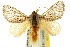  ( - 10ANIC-02276)  @13 [ ] CreativeCommons - Attribution (2010) CBG Photography Group Centre for Biodiversity Genomics