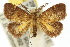  ( - 10ANIC-02293)  @15 [ ] CreativeCommons - Attribution (2010) CBG Photography Group Centre for Biodiversity Genomics