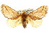  ( - 10ANIC-02297)  @11 [ ] CreativeCommons - Attribution (2010) CBG Photography Group Centre for Biodiversity Genomics