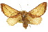  ( - 10ANIC-02298)  @11 [ ] CreativeCommons - Attribution (2010) CBG Photography Group Centre for Biodiversity Genomics