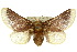 (Doratifera - 10ANIC-02306)  @15 [ ] CreativeCommons - Attribution (2010) CBG Photography Group Centre for Biodiversity Genomics