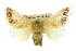  ( - 10ANIC-02312)  @15 [ ] CreativeCommons - Attribution (2010) CBG Photography Group Centre for Biodiversity Genomics