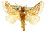  ( - 10ANIC-02313)  @11 [ ] CreativeCommons - Attribution (2010) CBG Photography Group Centre for Biodiversity Genomics