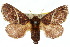  ( - 10ANIC-02328)  @15 [ ] CreativeCommons - Attribution (2010) CBG Photography Group Centre for Biodiversity Genomics