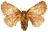  ( - 10ANIC-02331)  @14 [ ] CreativeCommons - Attribution (2010) CBG Photography Group Centre for Biodiversity Genomics
