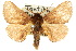  (Eloasa calida - 10ANIC-02332)  @15 [ ] CreativeCommons - Attribution (2010) CBG Photography Group Centre for Biodiversity Genomics