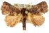  ( - 10ANIC-02333)  @15 [ ] CreativeCommons - Attribution (2010) CBG Photography Group Centre for Biodiversity Genomics