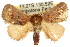  ( - 10ANIC-02334)  @15 [ ] CreativeCommons - Attribution (2010) CBG Photography Group Centre for Biodiversity Genomics