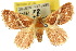  ( - 10ANIC-02335)  @14 [ ] CreativeCommons - Attribution (2010) CBG Photography Group Centre for Biodiversity Genomics