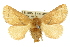 ( - 10ANIC-02340)  @13 [ ] CreativeCommons - Attribution (2010) CBG Photography Group Centre for Biodiversity Genomics