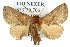  (Anaxidia lozogramma - 10ANIC-02341)  @15 [ ] CreativeCommons - Attribution (2010) CBG Photography Group Centre for Biodiversity Genomics
