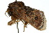  ( - 10ANIC-02342)  @12 [ ] CreativeCommons - Attribution (2010) CBG Photography Group Centre for Biodiversity Genomics
