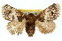  ( - 10ANIC-02344)  @12 [ ] CreativeCommons - Attribution (2010) CBG Photography Group Centre for Biodiversity Genomics