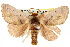  ( - 10ANIC-02349)  @11 [ ] CreativeCommons - Attribution (2010) CBG Photography Group Centre for Biodiversity Genomics