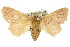  ( - 10ANIC-02359)  @15 [ ] CreativeCommons - Attribution (2010) CBG Photography Group Centre for Biodiversity Genomics