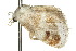  (Apodecta monodisca - 10ANIC-02370)  @14 [ ] CreativeCommons - Attribution (2010) CBG Photography Group Centre for Biodiversity Genomics
