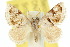  ( - 10ANIC-02372)  @15 [ ] CreativeCommons - Attribution (2010) CBG Photography Group Centre for Biodiversity Genomics