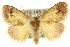  ( - 10ANIC-02379)  @15 [ ] CreativeCommons - Attribution (2010) CBG Photography Group Centre for Biodiversity Genomics