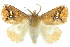  (Squamosa barymorpha - 10ANIC-02386)  @15 [ ] CreativeCommons - Attribution (2010) CBG Photography Group Centre for Biodiversity Genomics