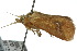  ( - 10ANIC-02388)  @13 [ ] CreativeCommons - Attribution (2010) CBG Photography Group Centre for Biodiversity Genomics