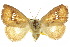  ( - 10ANIC-02390)  @11 [ ] CreativeCommons - Attribution (2010) CBG Photography Group Centre for Biodiversity Genomics