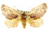  (Comana idiomorpha - 10ANIC-02391)  @15 [ ] CreativeCommons - Attribution (2010) CBG Photography Group Centre for Biodiversity Genomics