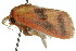  ( - 10ANIC-02392)  @12 [ ] CreativeCommons - Attribution (2010) CBG Photography Group Centre for Biodiversity Genomics