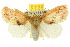  ( - 10ANIC-02393)  @13 [ ] CreativeCommons - Attribution (2010) CBG Photography Group Centre for Biodiversity Genomics