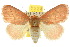 ( - 10ANIC-02401)  @15 [ ] CreativeCommons - Attribution (2010) CBG Photography Group Centre for Biodiversity Genomics
