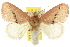  ( - 10ANIC-02403)  @14 [ ] CreativeCommons - Attribution (2010) CBG Photography Group Centre for Biodiversity Genomics