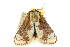  ( - 10ANIC-02422)  @13 [ ] CreativeCommons - Attribution (2010) CBG Photography Group Centre for Biodiversity Genomics