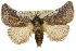 ( - 10ANIC-02429)  @15 [ ] CreativeCommons - Attribution (2010) CBG Photography Group Centre for Biodiversity Genomics